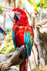 Red parrot macaw