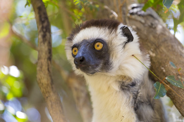 Verreaux's Sifaka lemur portrait on a nature forest park