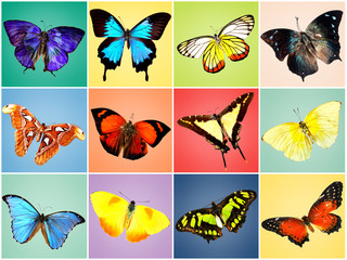 Butterflies collection on bright background
