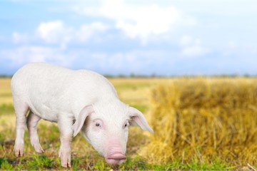 Obraz premium Pig.