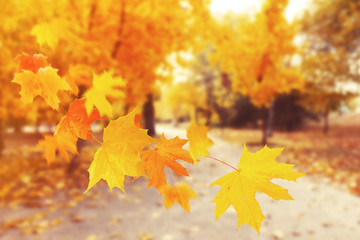 Naklejka na ściany i meble Autumnal park with falling maple leaves