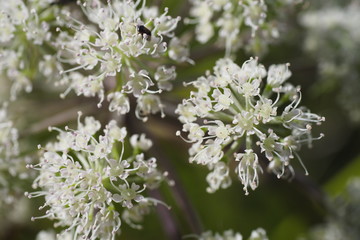 weiße Blüten