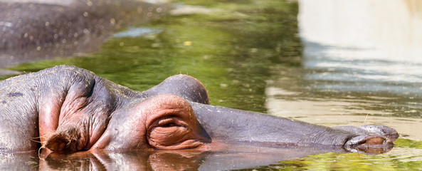Wild Hippopotamus Sleeping Under Water