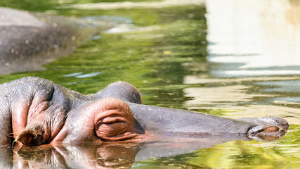 Fototapeta na wymiar Wild Hippopotamus Sleeping Under Water