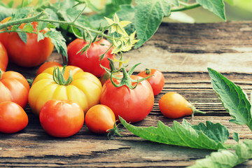 Various types of tomatoes on wooden background