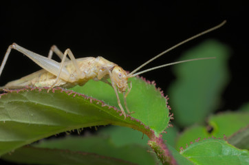 Italian tree cricket (Oecanthus pellucens)
