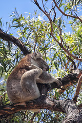 Koala (Phascolarctos cinereus)