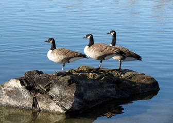 Three Canada geese standing in line on a  log.