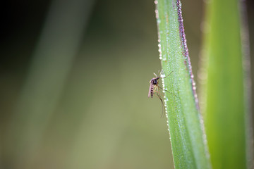 Mosquito on green leaf