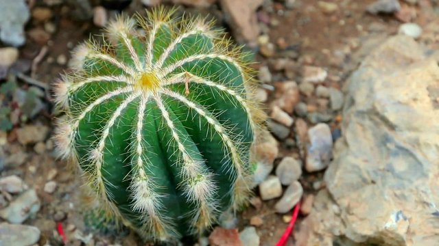T&ecirc;te de cactus 