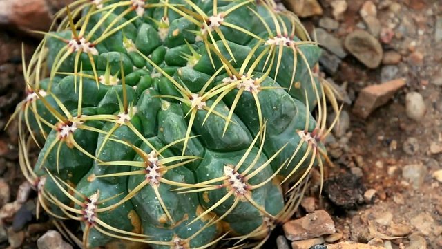 Cactus vert