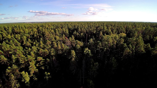Tall trees in the forest of Enumagi. The green tall trees on a sunny day in Enumagi Estonia