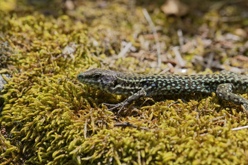 Padarcis tiliguerta, Tyrrhenian Wall Lizard (male)