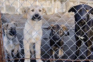 dogs in shelter
