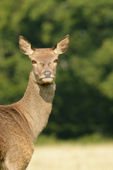Red Deer, Deer, Cervus elaphus