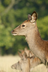 Obraz premium Red Deer, Deer, Cervus elaphus