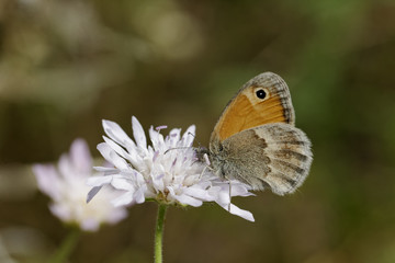 Coenonympha pamphilus, Kleiner Heufalter, Kleines Wiesenv&ouml;gelchen, europ&auml;ischer Tagfalter