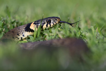 Grass Snake (Natrix Natrix)/Grass Snake coiled in vibrant green grass