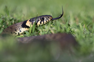 Grass Snake (Natrix Natrix)/Grass Snake coiled in vibrant green grass