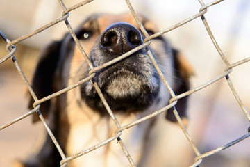 dog in shelter