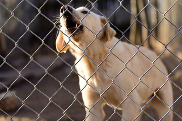 dog in shelter