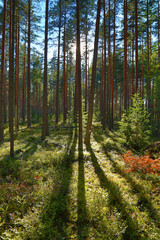 shadows of trees in the north forest