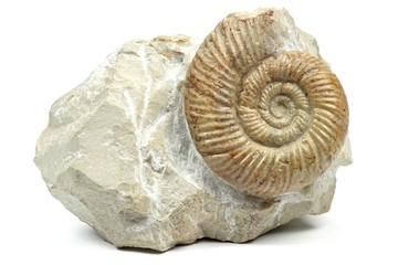 Ammonit (leptosphinctes) isoliert auf weißem Hintergrund © Björn Wylezich