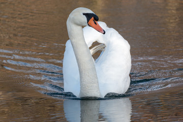 Schwan im Wasser