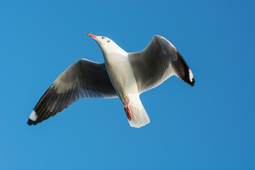 Graceful seagull soars up against the blue sky