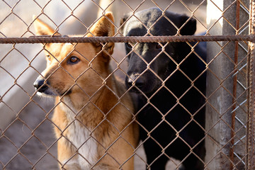 dogs in shelter