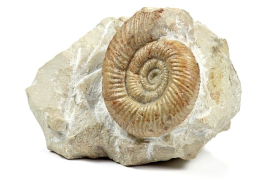 Ammonit (leptosphinctes) isoliert auf weißem Hintergrund