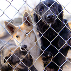 dogs in shelter