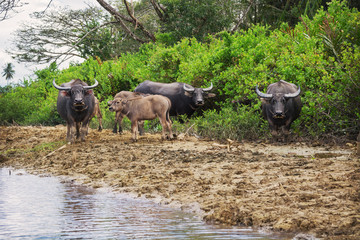 Buffaloes and their calves on the bank of the river. Southeast Asia