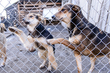 dogs in shelter