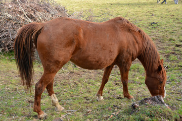 caballo pastando en un prado verde