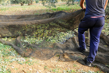 Recolección tradicional de la aceituna, el copo, Andalucía, España