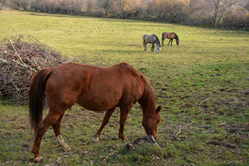 caballos pastando en un prado verde