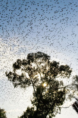 stormo di storni nel cielo