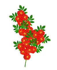 Fototapeten Fallen Marigold flowers isolated on white background  © alenalihacheva