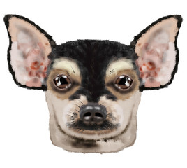 Fototapeta na wymiar Chihuahua dog