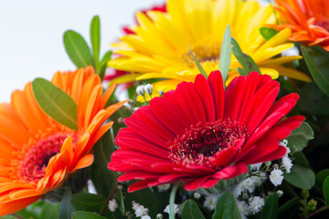 Gerbera – schöne, bunte Sommerblumen in satten Farbtönen