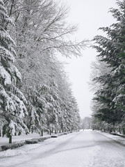 Snow-covered trees in the city park