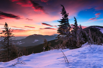 Colorful winter morning in the mountains. View of snow-covered conifer trees  at sunrise.