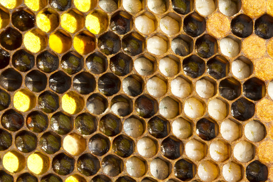 The larvae of bees and pollen