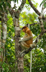 Fototapeta premium The proboscis monkey is sitting on a tree in the jungle. Indonesia. The island of Borneo (Kalimantan). An excellent illustration.