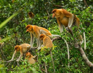 Family of proboscis monkeys sitting in a tree in the jungle. Indonesia. The island of Borneo (Kalimantan). An excellent illustration.