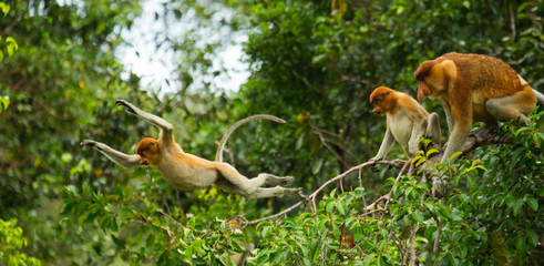 Naklejka premium The proboscis monkey is jumping from tree to tree in the jungle. Indonesia. The island of Borneo (Kalimantan). An excellent illustration.