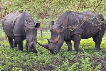 Naklejka premium Rhinocéros Noir d'Afrique - Réserve de Bandia (Img.0537)