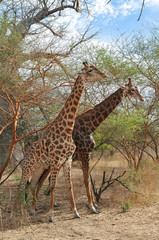 Girafe - Réserve de Bandia © Agence73Bis-C.BONNET
