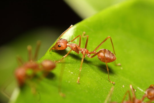 Small red ant working on tree